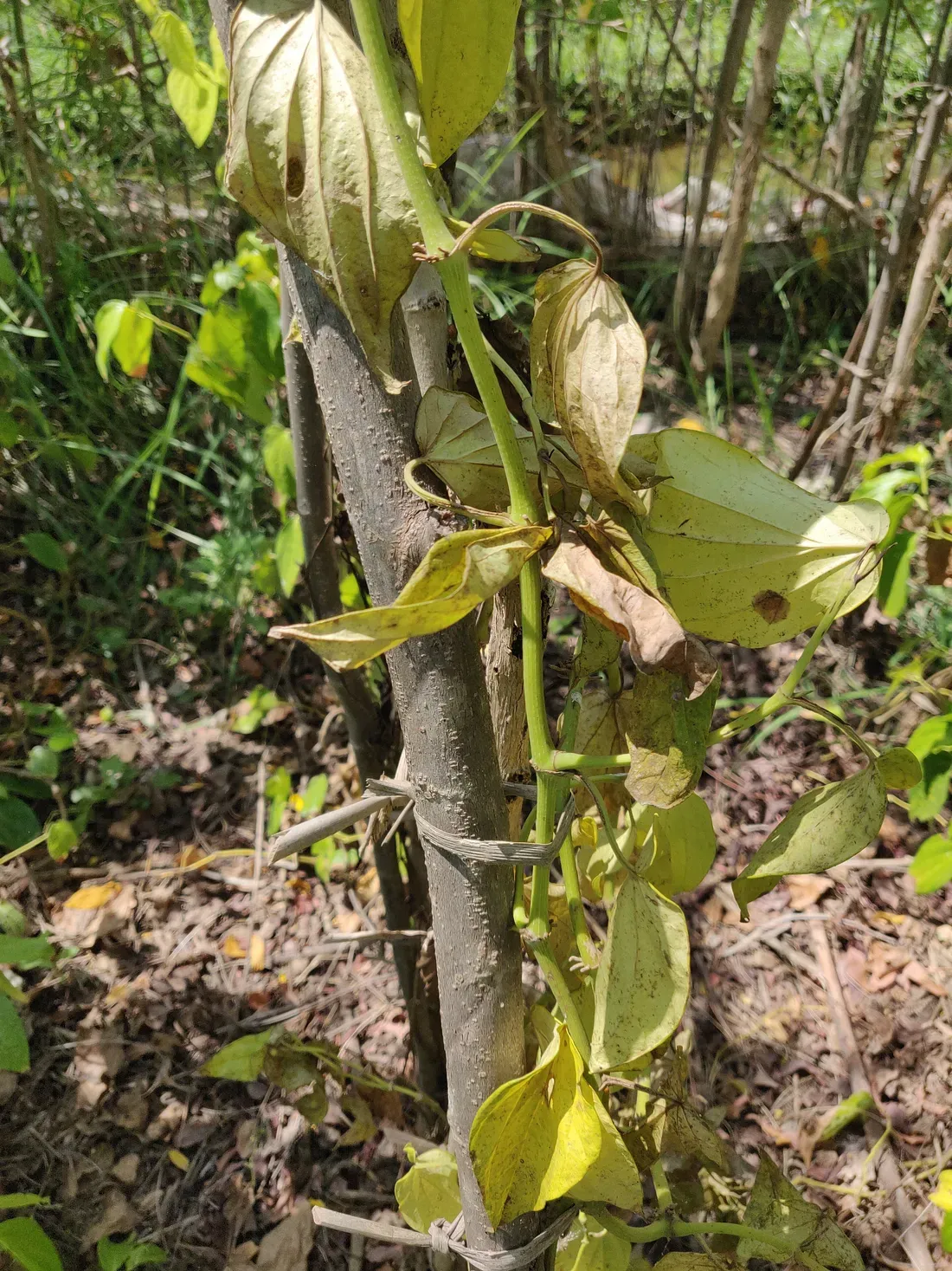 Affected Betelvine