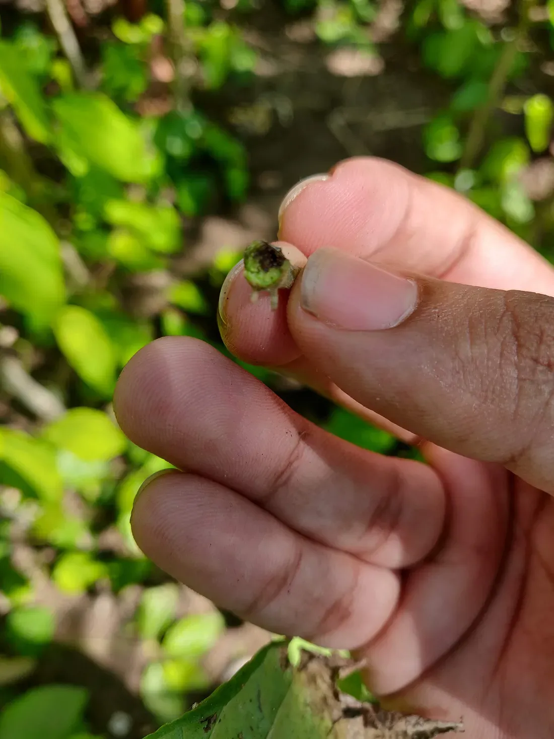 Affected Stem