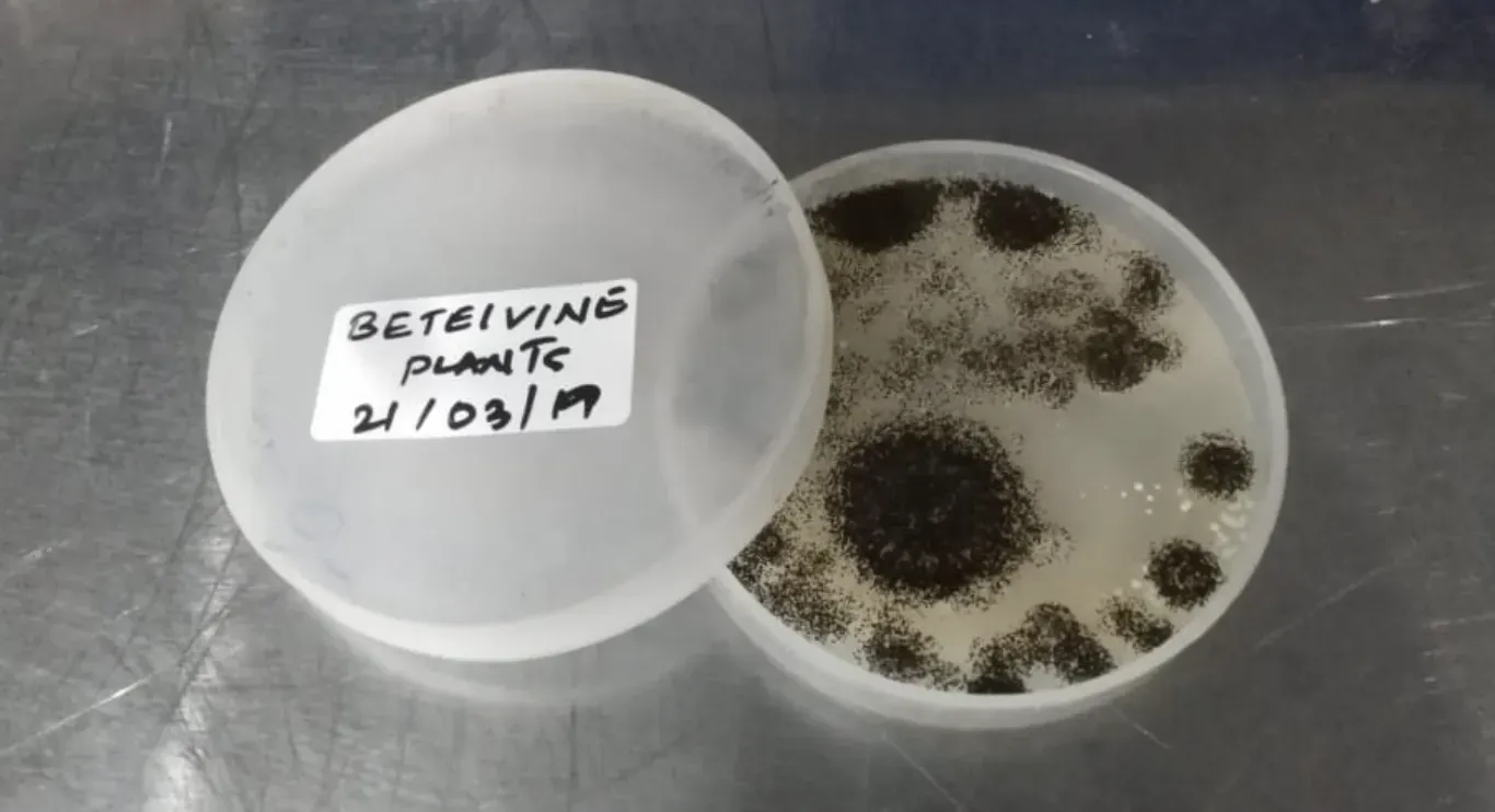 Cultured Sample (Phytophthora)