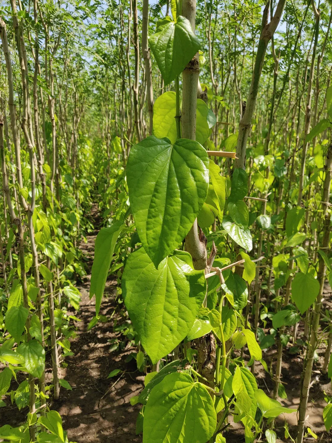 Healthy Betelvine