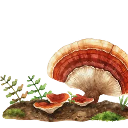 Reishi