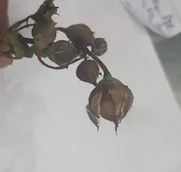 Botrytis cinerea