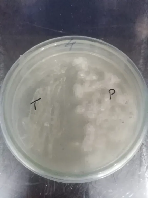 Trichoderma viride vs Phytophthora (Day 1)
