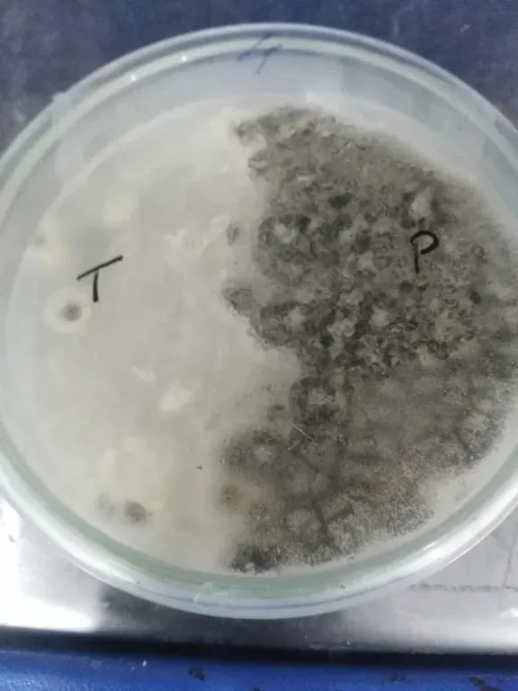 Trichoderma viride vs Phytophthora (Day 10)