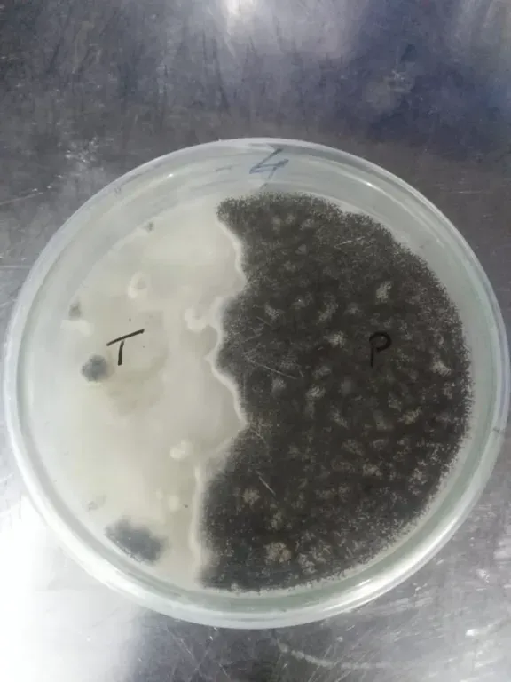 Trichoderma viride vs Phytophthora (Day 15)