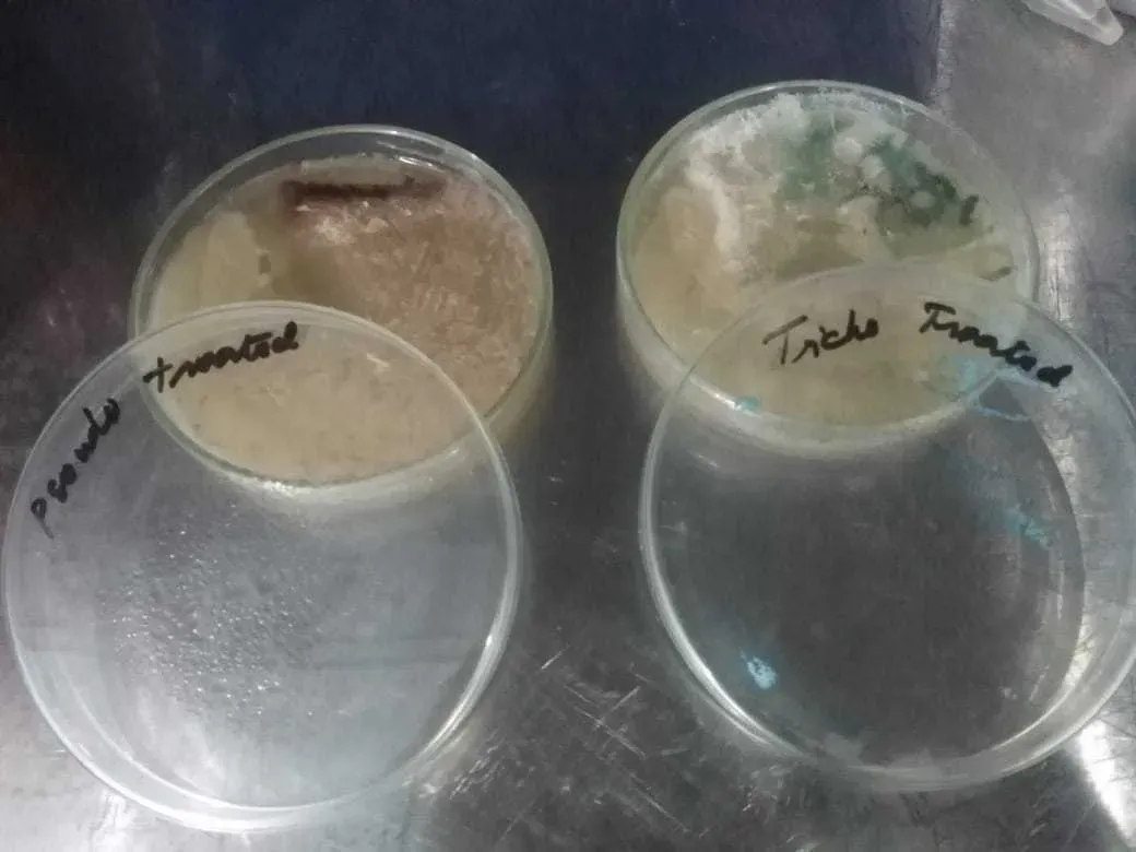 Trichoderma harzianum and Pseudomonas fluoroscens vs Phytophthora
