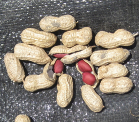 After Groundnuts (Pollaci Red) - Kadapa, Andhra Pradesh