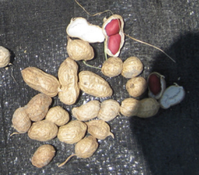 Before Groundnuts (Pollaci Red) - Kadapa, Andhra Pradesh