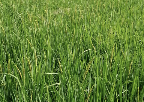 After Zinc Deficiency Treatment in Paddy - Barabanki, UP