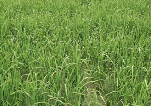 Before Zinc Deficiency Treatment in Paddy - Barabanki, UP