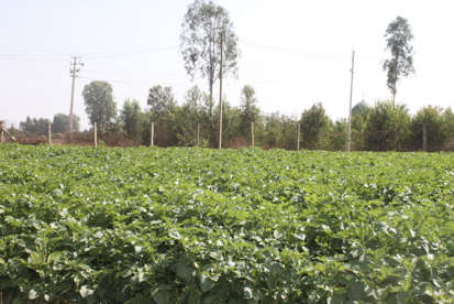 After Potato Yield Enhancement - Hoskote, Karnataka
