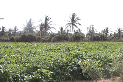 Before Potato Yield Enhancement - Hoskote, Karnataka