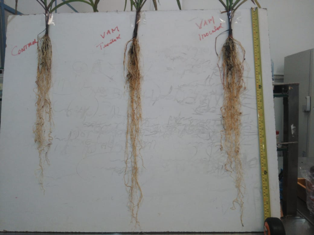 After Maize Root Development Study - Hoskote, Karnataka